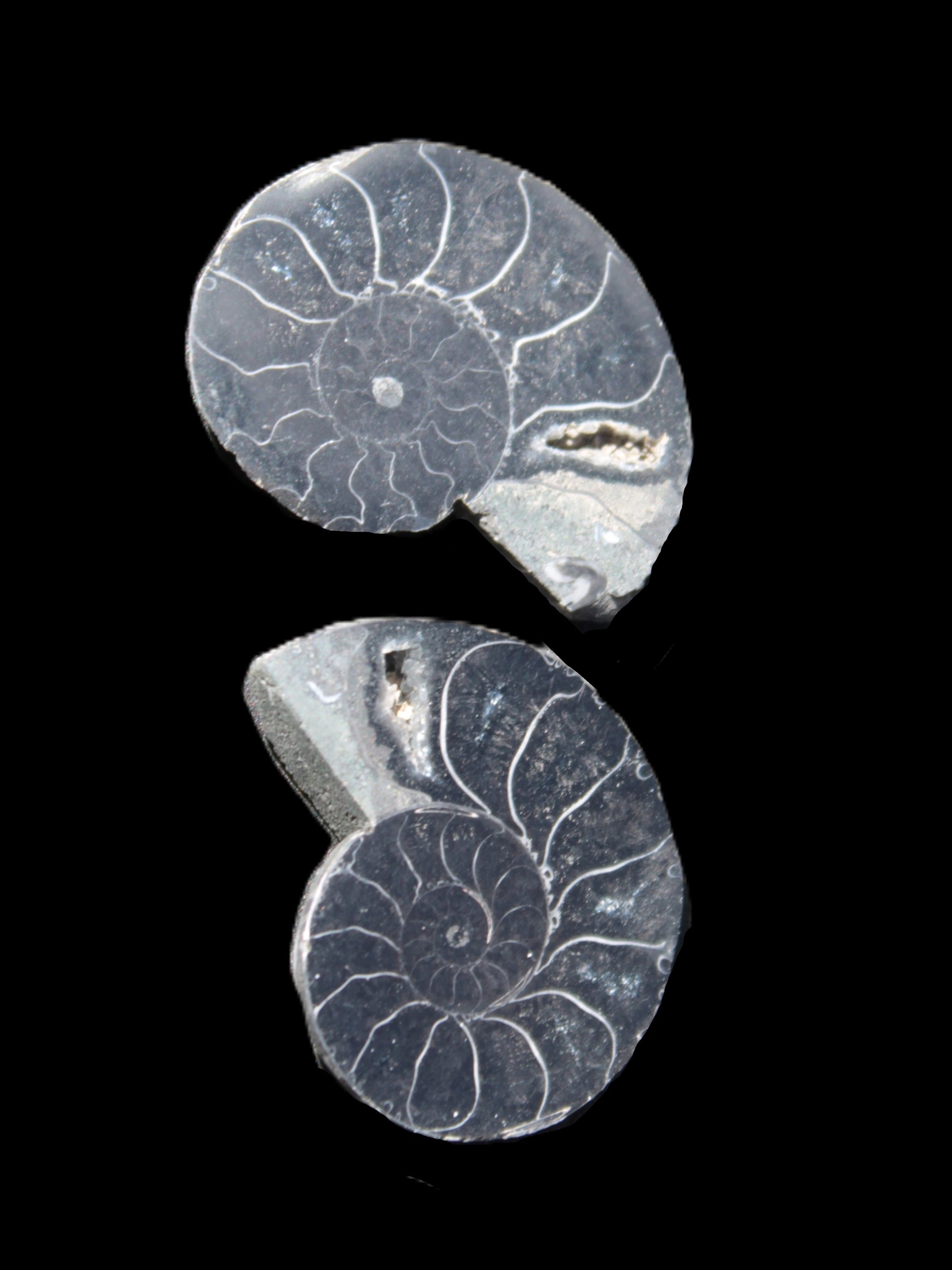 Ammonite split pair 26-30mm 7.8-12.6g Rocks and Things