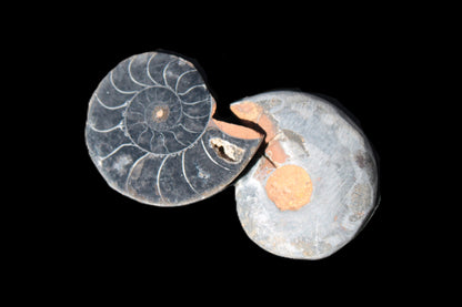 Ammonite split pair 26-30mm 7.8-12.6g Rocks and Things