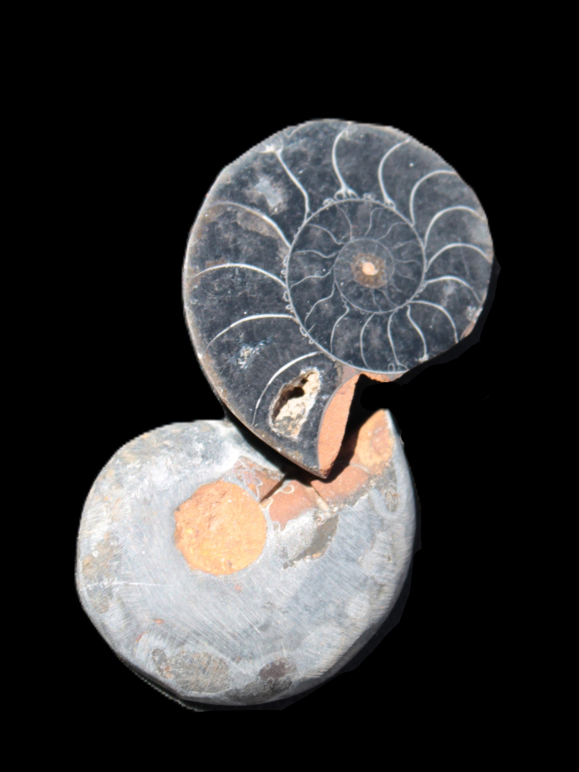 Ammonite split pair 26-30mm 7.8-12.6g Rocks and Things