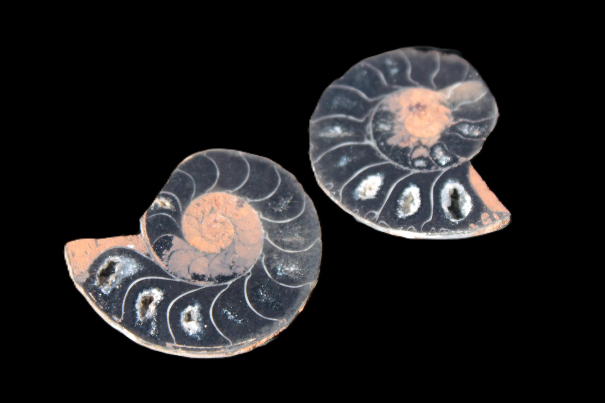 Ammonite split pair 26-30mm 7.8-12.6g Rocks and Things