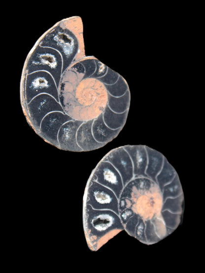 Ammonite split pair 26-30mm 7.8-12.6g Rocks and Things