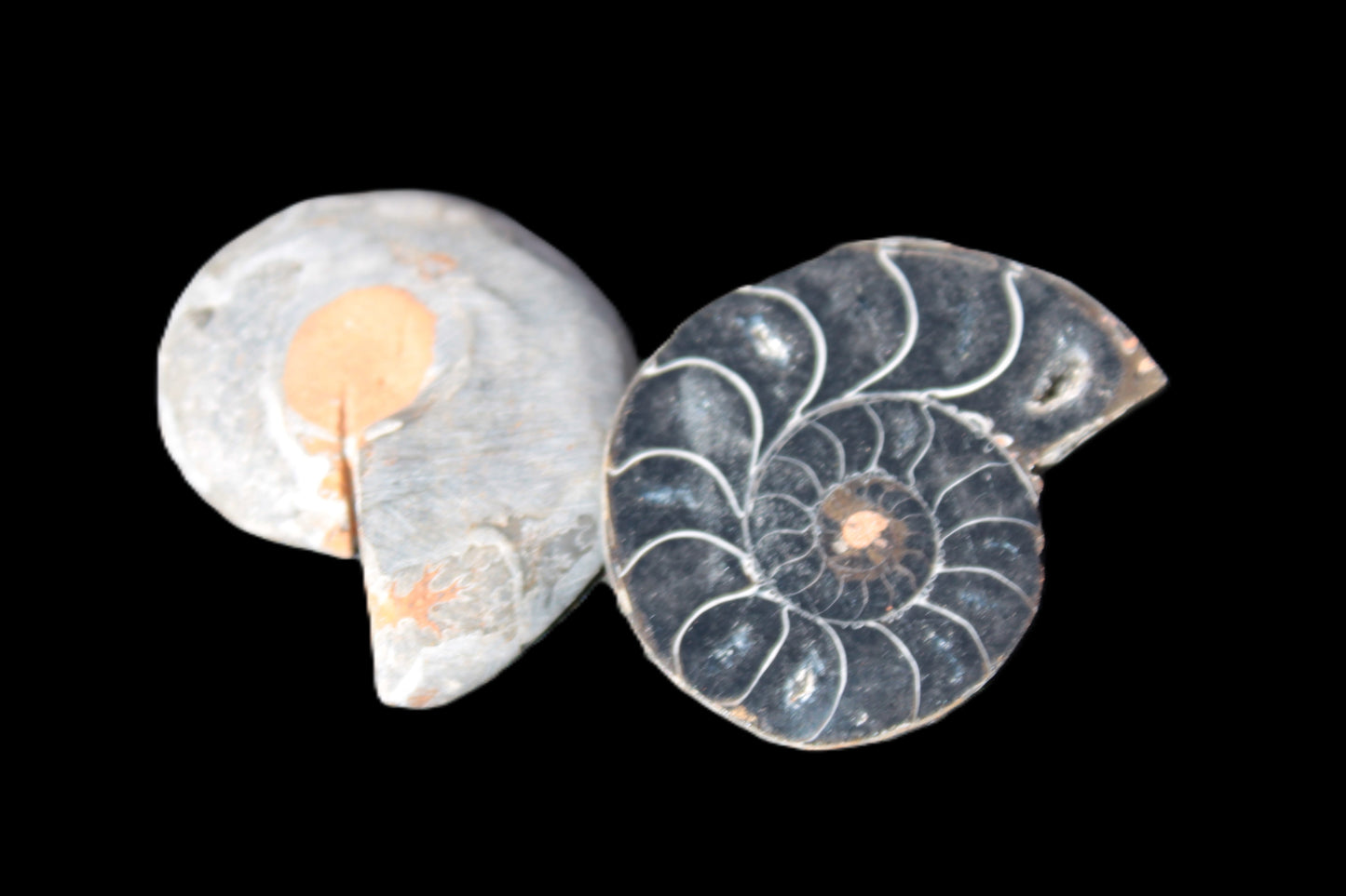 Ammonite split pair 26-30mm 7.8-12.6g Rocks and Things