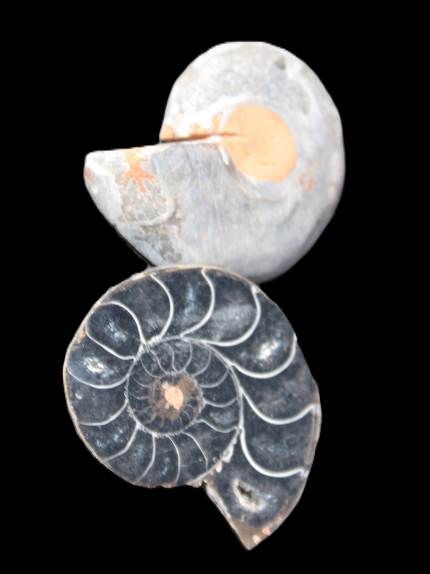 Ammonite split pair 26-30mm 7.8-12.6g Rocks and Things