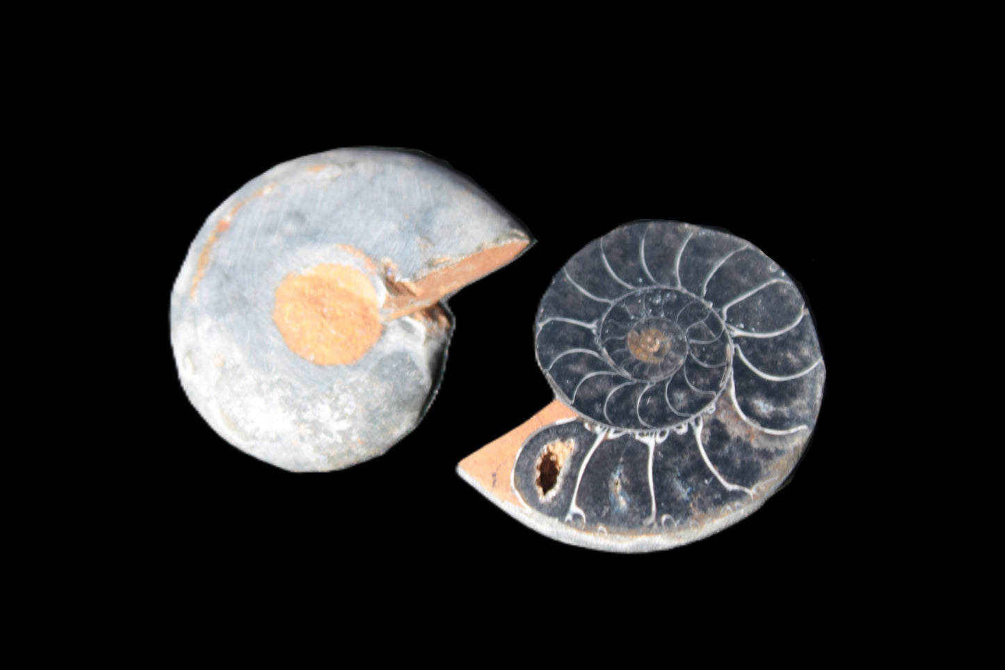 Ammonite split pair 26-30mm 7.8-12.6g Rocks and Things