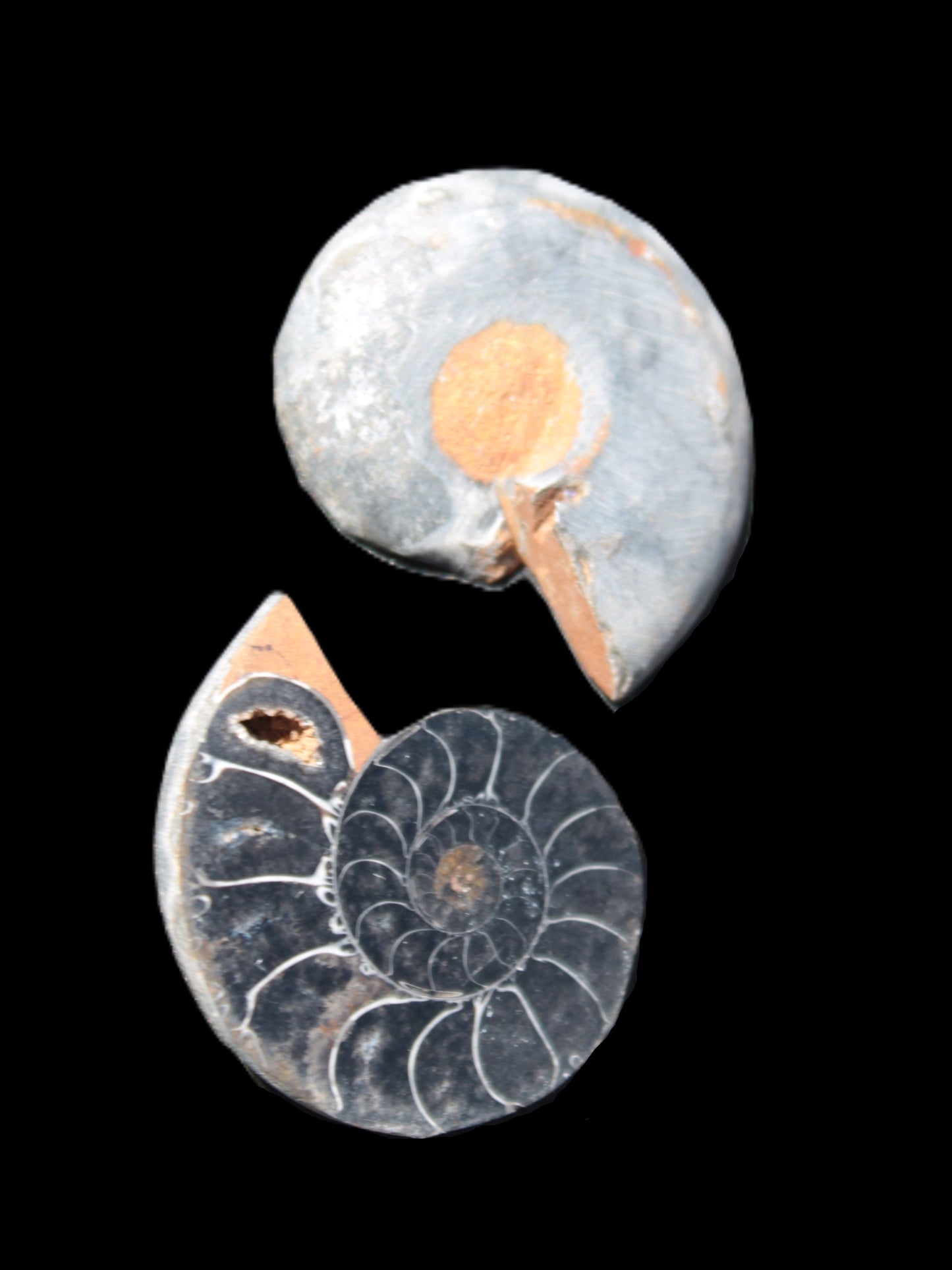 Ammonite split pair 26-30mm 7.8-12.6g Rocks and Things