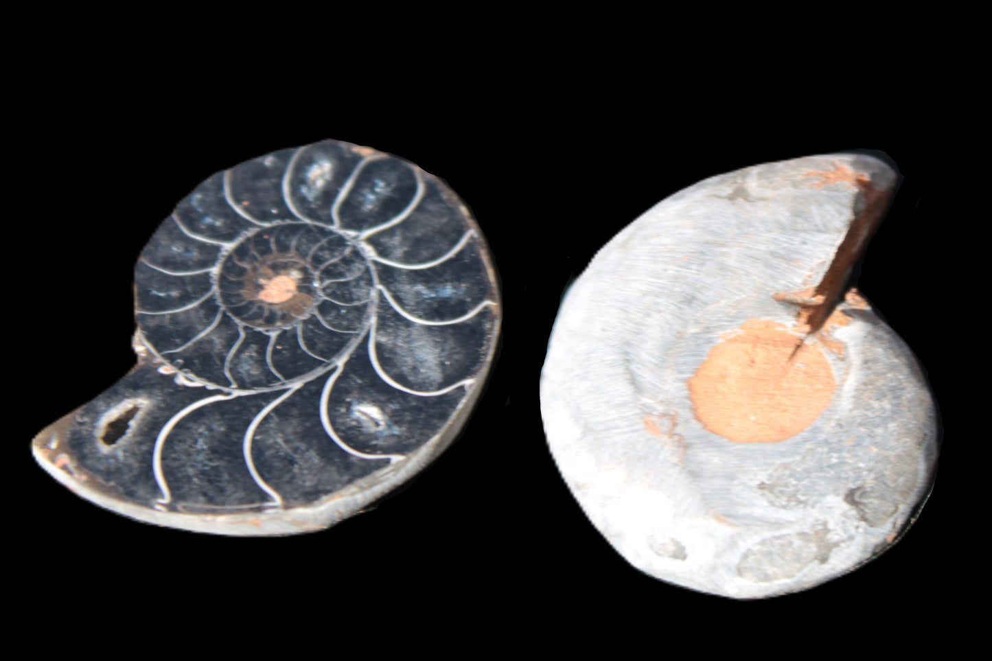 Ammonite split pair 26-30mm 7.8-12.6g Rocks and Things