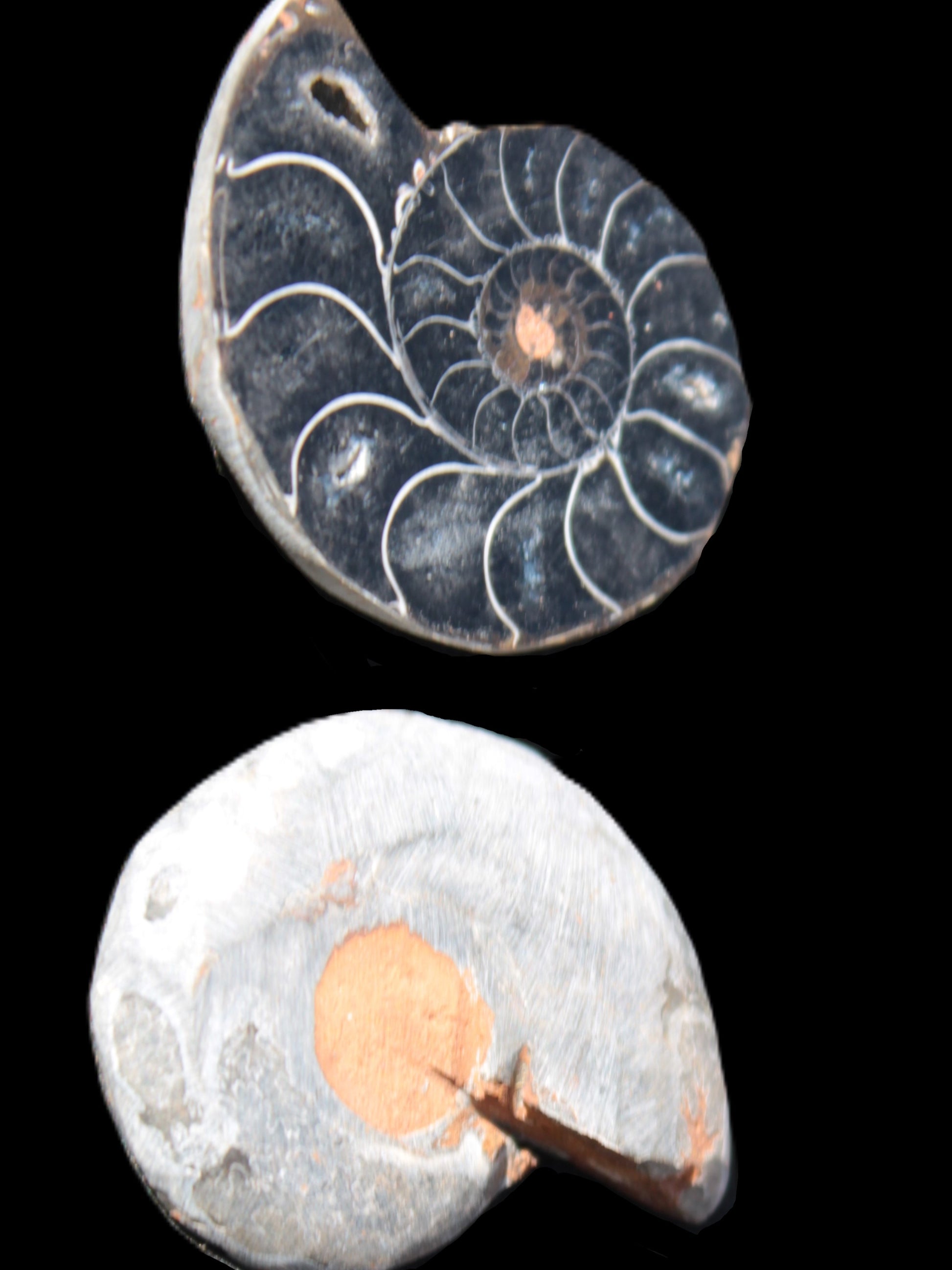 Ammonite split pair 26-30mm 7.8-12.6g Rocks and Things