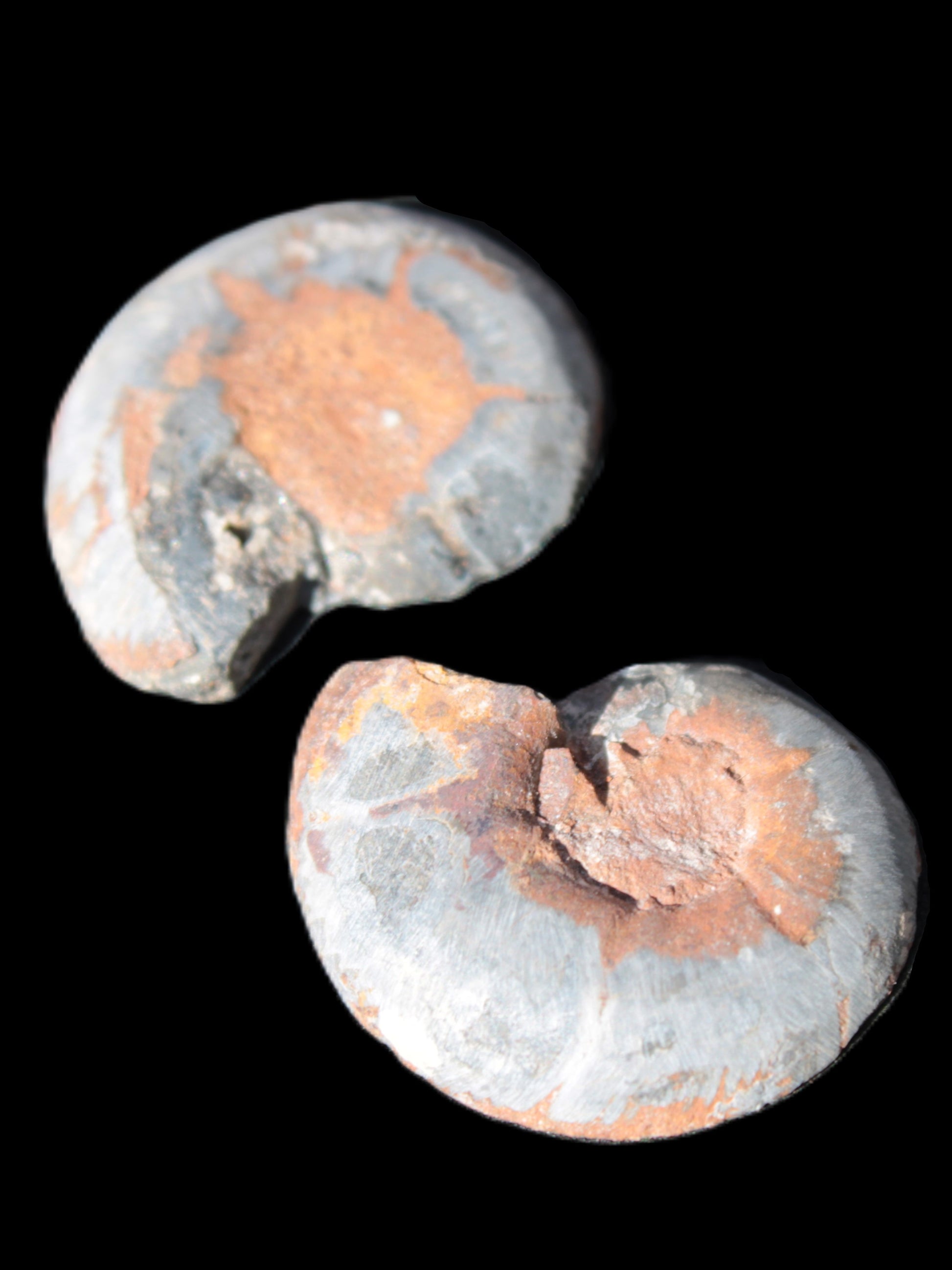 Ammonite split pair 26-30mm 7.8-12.6g Rocks and Things