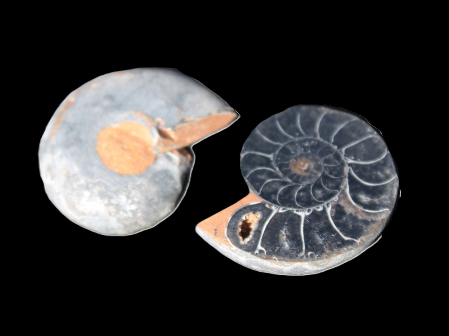 Ammonite split pair 26-30mm 7.8-12.6g Rocks and Things