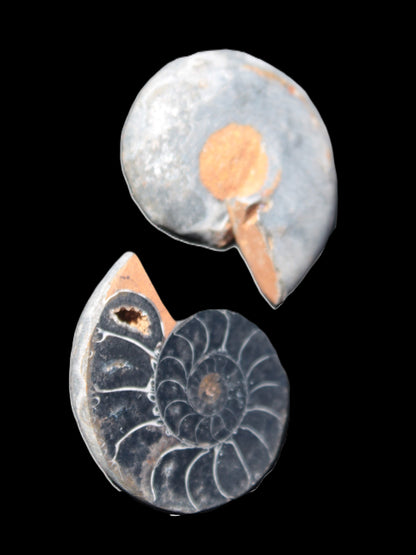 Ammonite split pair 26-30mm 7.8-12.6g Rocks and Things