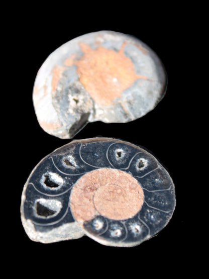 Ammonite split pair 26-30mm 7.8-12.6g Rocks and Things