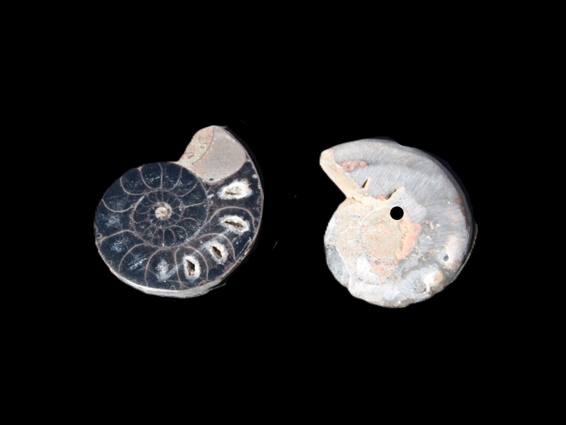 Ammonite split pair 26-30mm 7.8-12.6g Rocks and Things