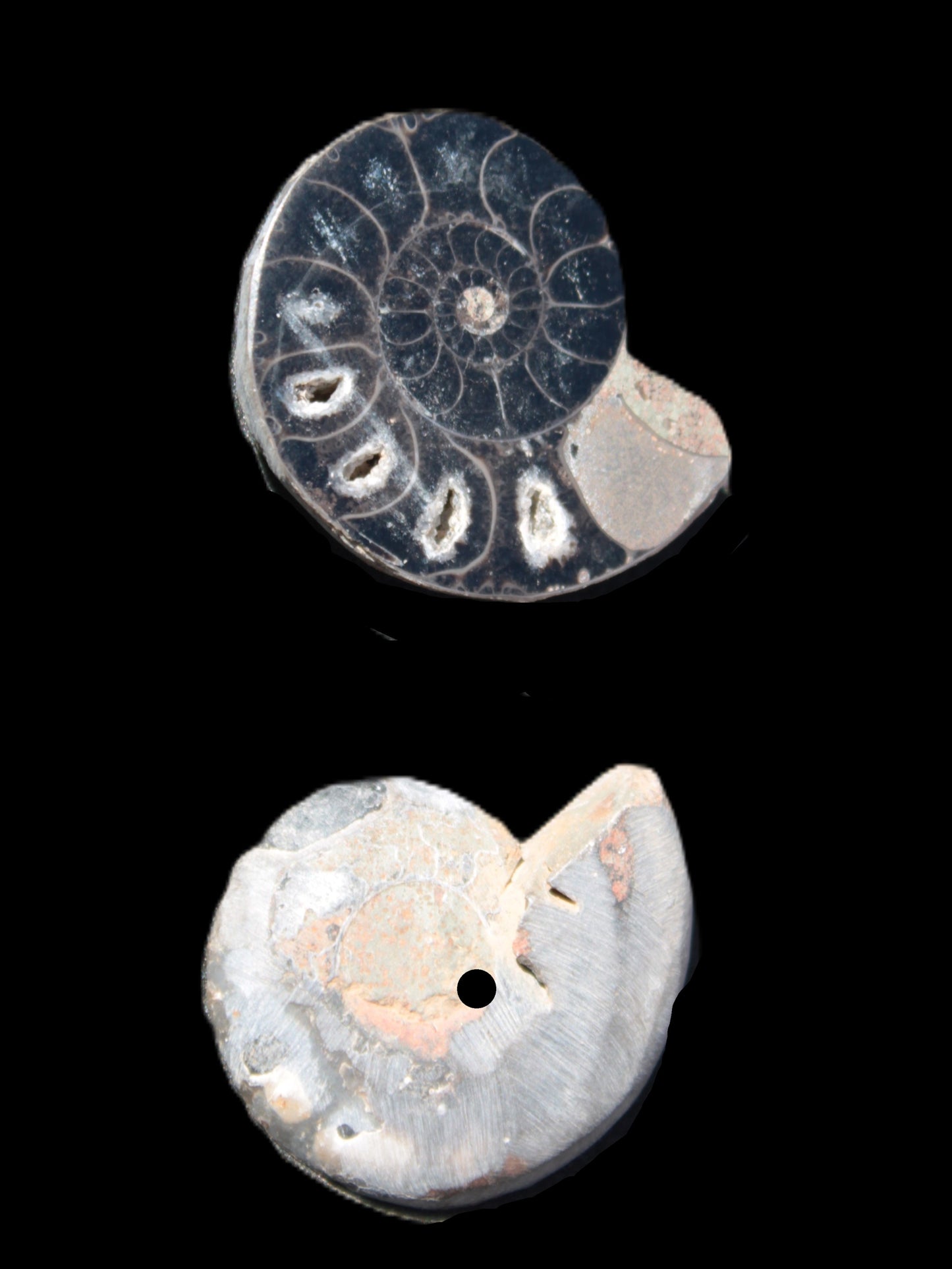 Ammonite split pair 26-30mm 7.8-12.6g Rocks and Things