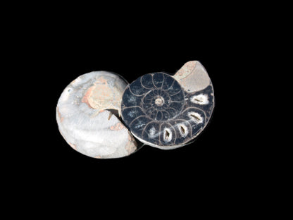 Ammonite split pair 26-30mm 7.8-12.6g Rocks and Things