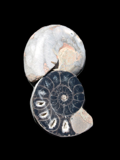 Ammonite split pair 26-30mm 7.8-12.6g Rocks and Things