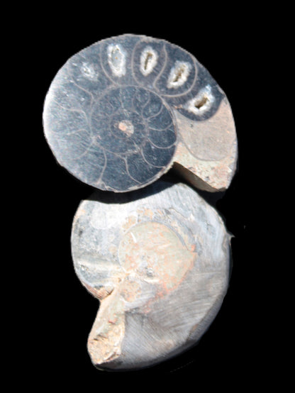 Ammonite split pair 26-30mm 7.8-12.6g Rocks and Things