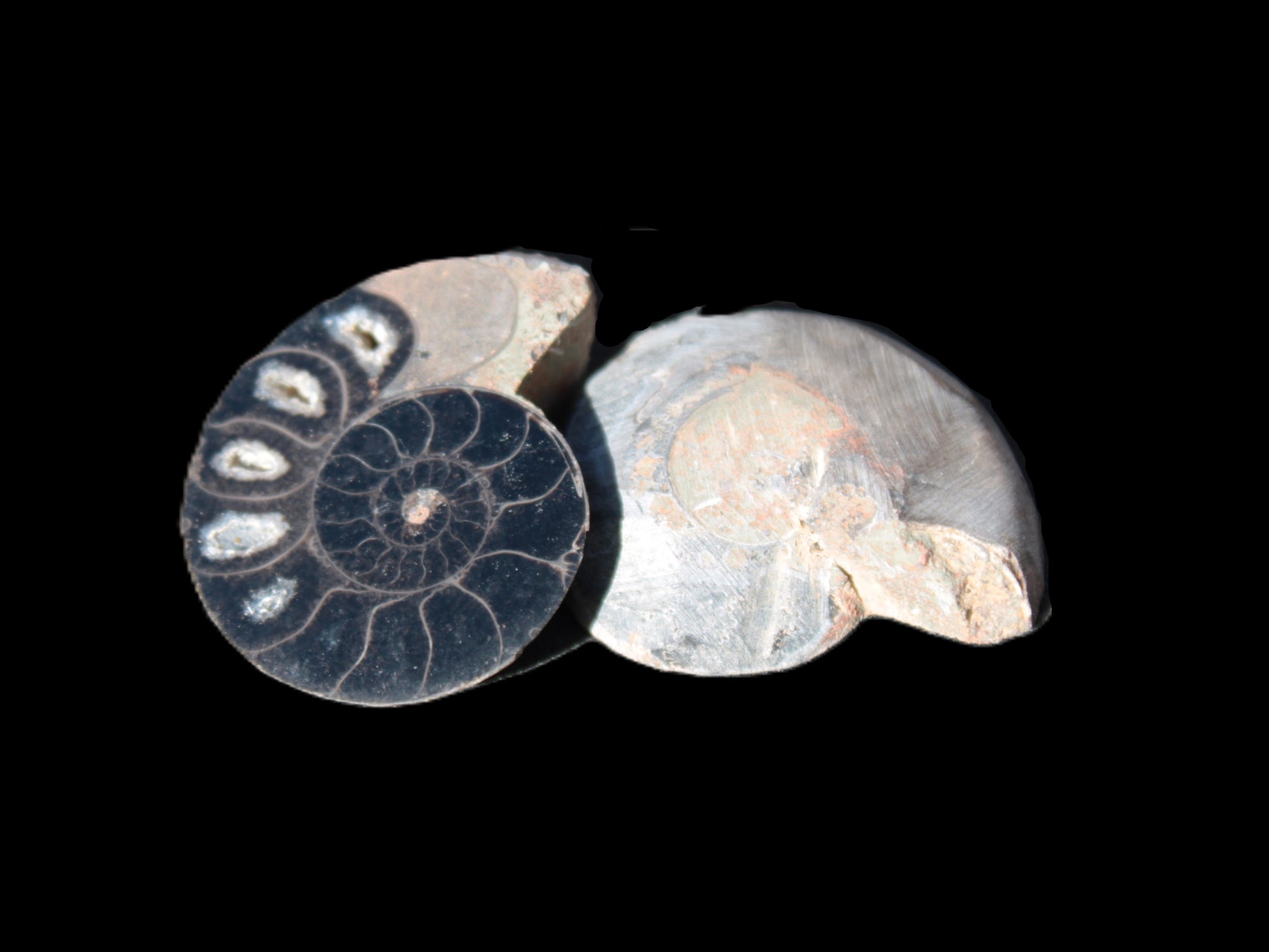 Ammonite split pair 26-30mm 7.8-12.6g Rocks and Things