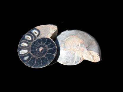 Ammonite split pair 26-30mm 7.8-12.6g Rocks and Things