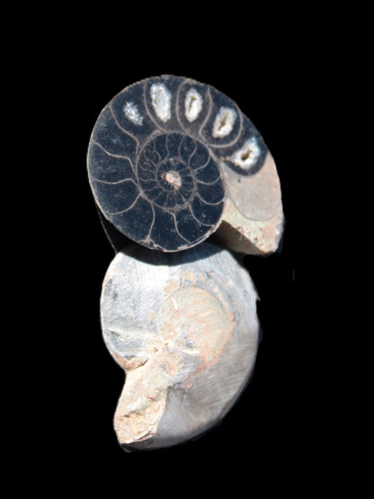 Ammonite split pair 26-30mm 7.8-12.6g Rocks and Things