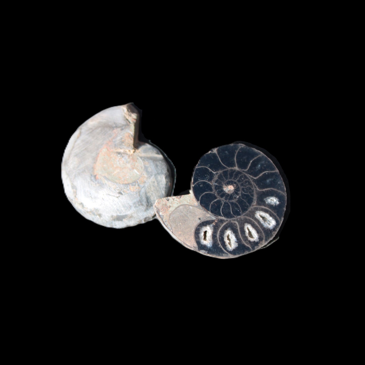 Ammonite split pair 26-30mm 7.8-12.6g Rocks and Things