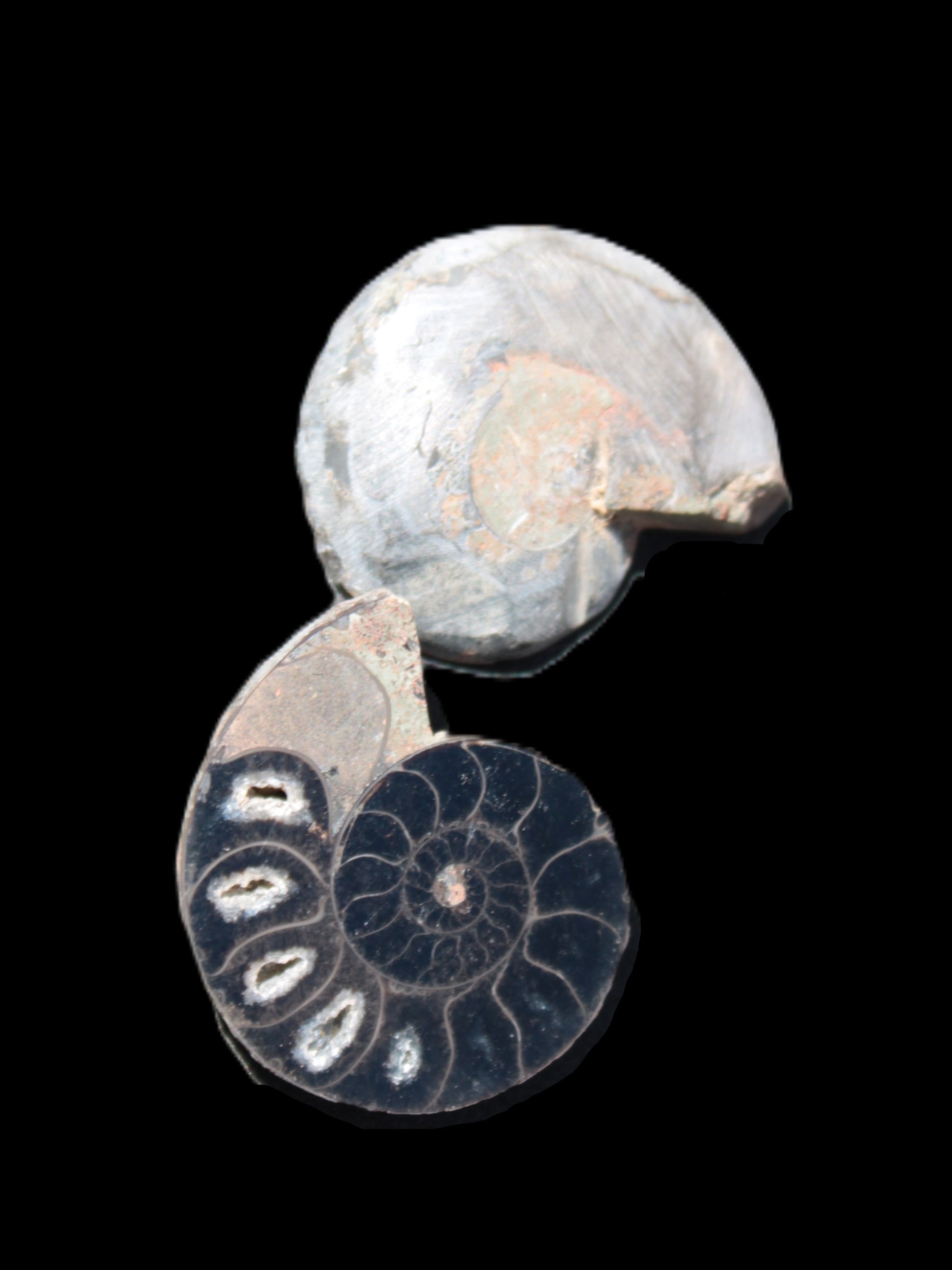 Ammonite split pair 26-30mm 7.8-12.6g Rocks and Things