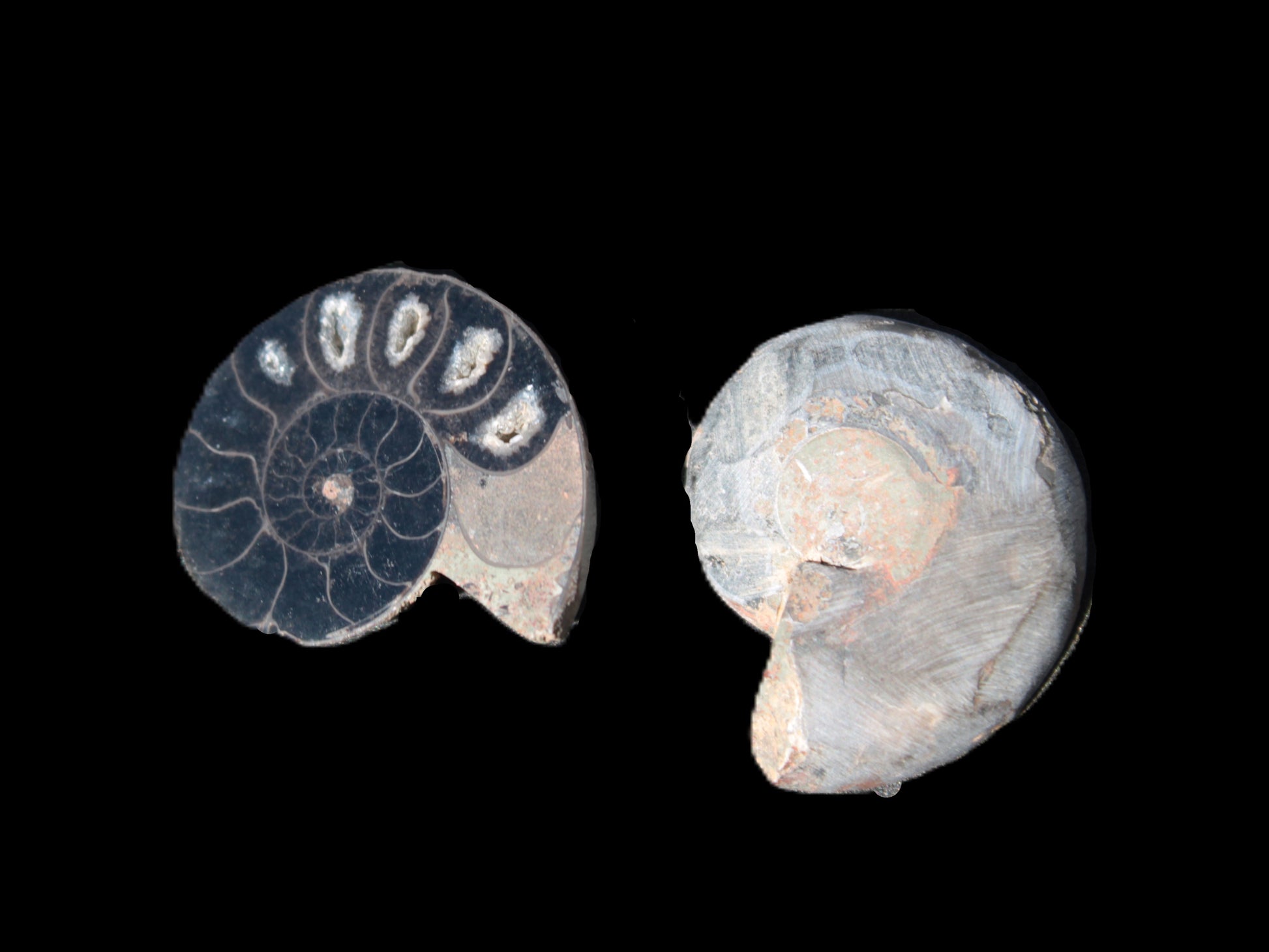 Ammonite split pair 26-30mm 7.8-12.6g Rocks and Things