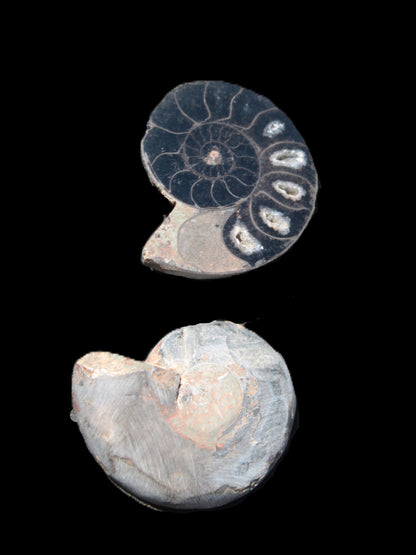 Ammonite split pair 26-30mm 7.8-12.6g Rocks and Things