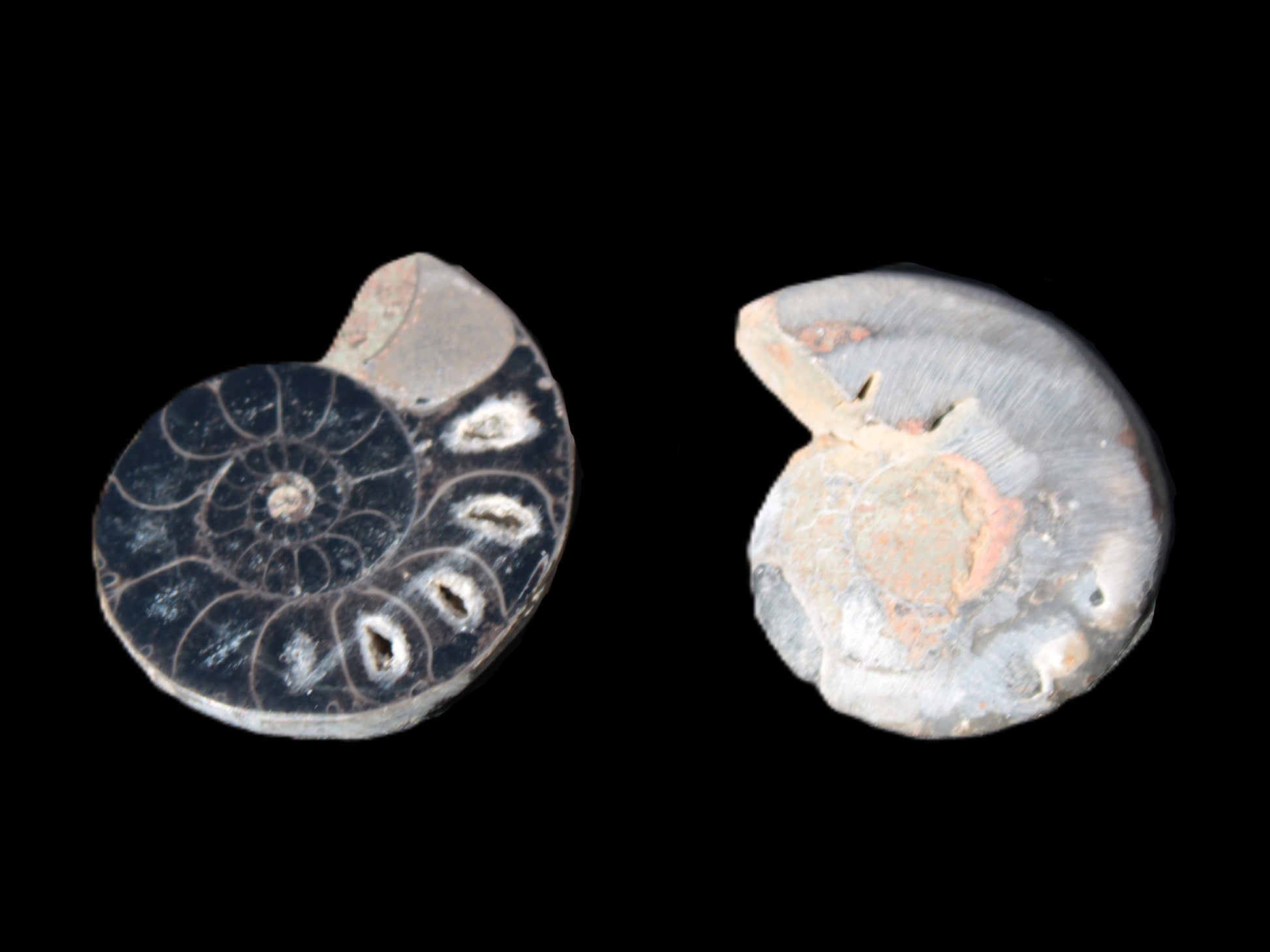 Ammonite split pair 26-30mm 7.8-12.6g Rocks and Things