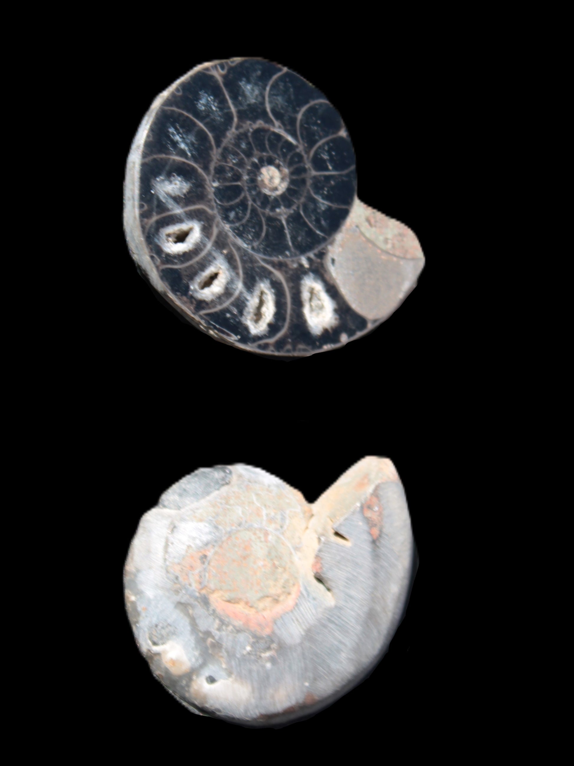 Ammonite split pair 26-30mm 7.8-12.6g Rocks and Things