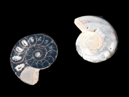 Ammonite split pair 26-30mm 7.8-12.6g Rocks and Things