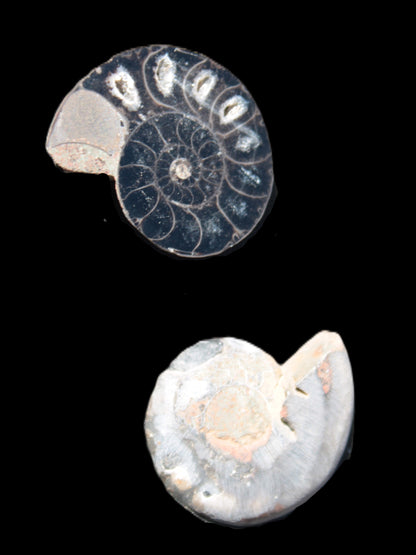 Ammonite split pair 26-30mm 7.8-12.6g Rocks and Things