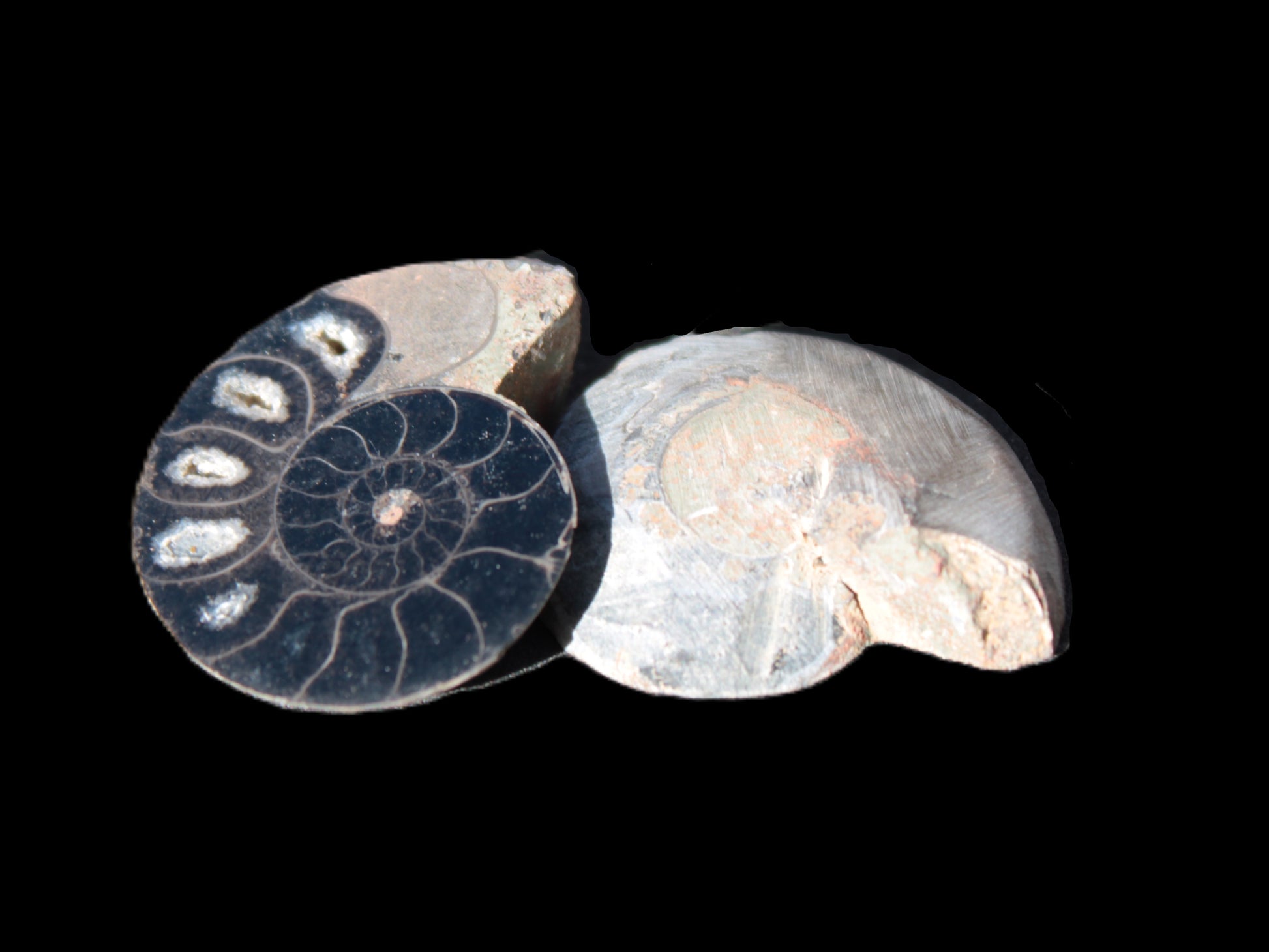 Ammonite split pair 26-30mm 7.8-12.6g Rocks and Things