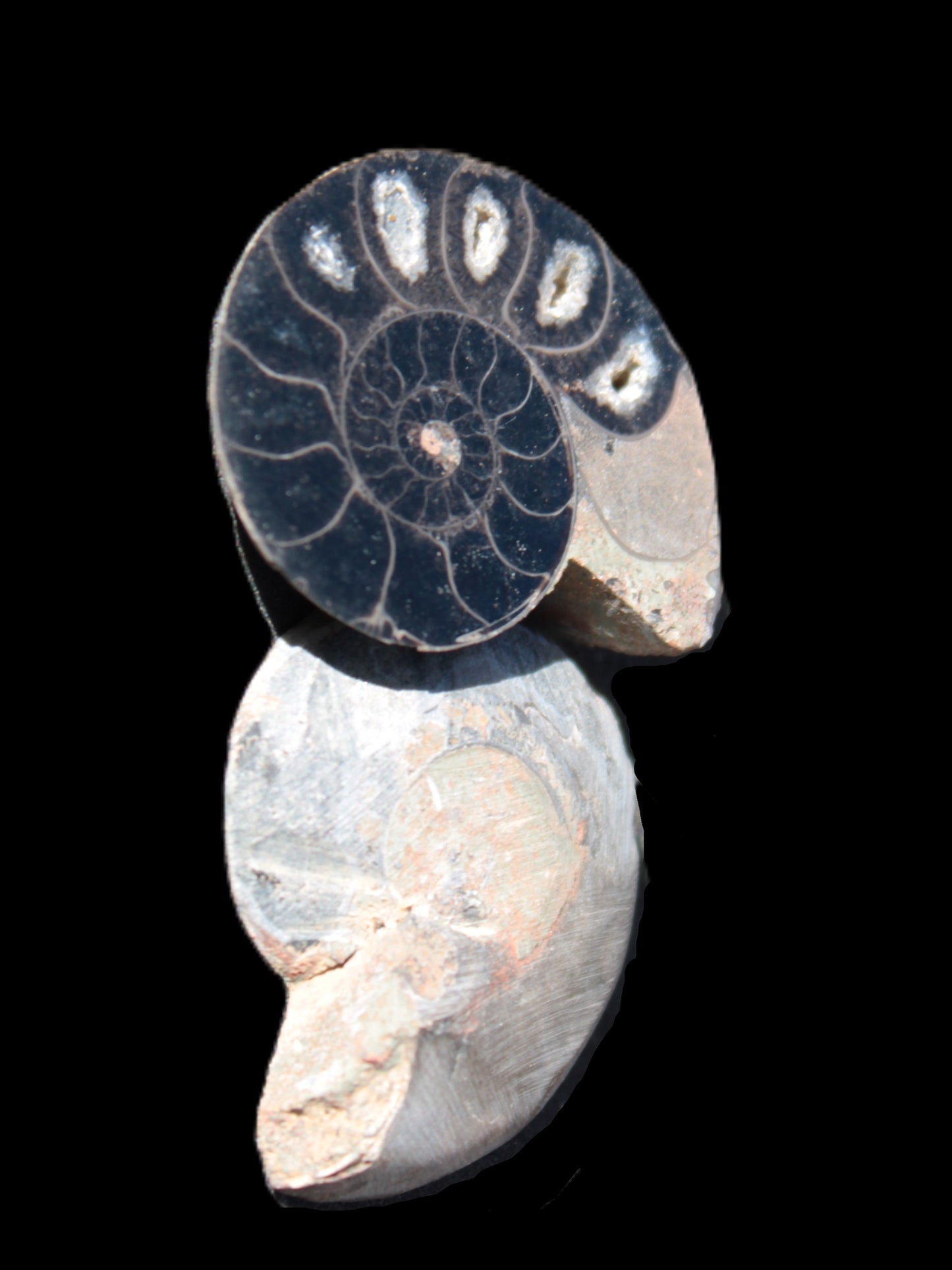 Ammonite split pair 26-30mm 7.8-12.6g Rocks and Things