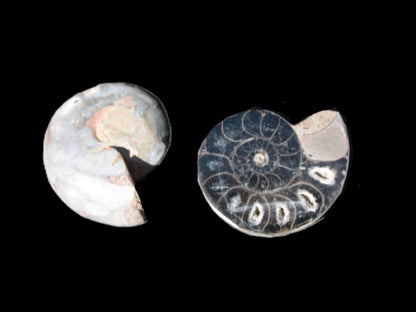 Ammonite split pair 26-30mm 7.8-12.6g Rocks and Things