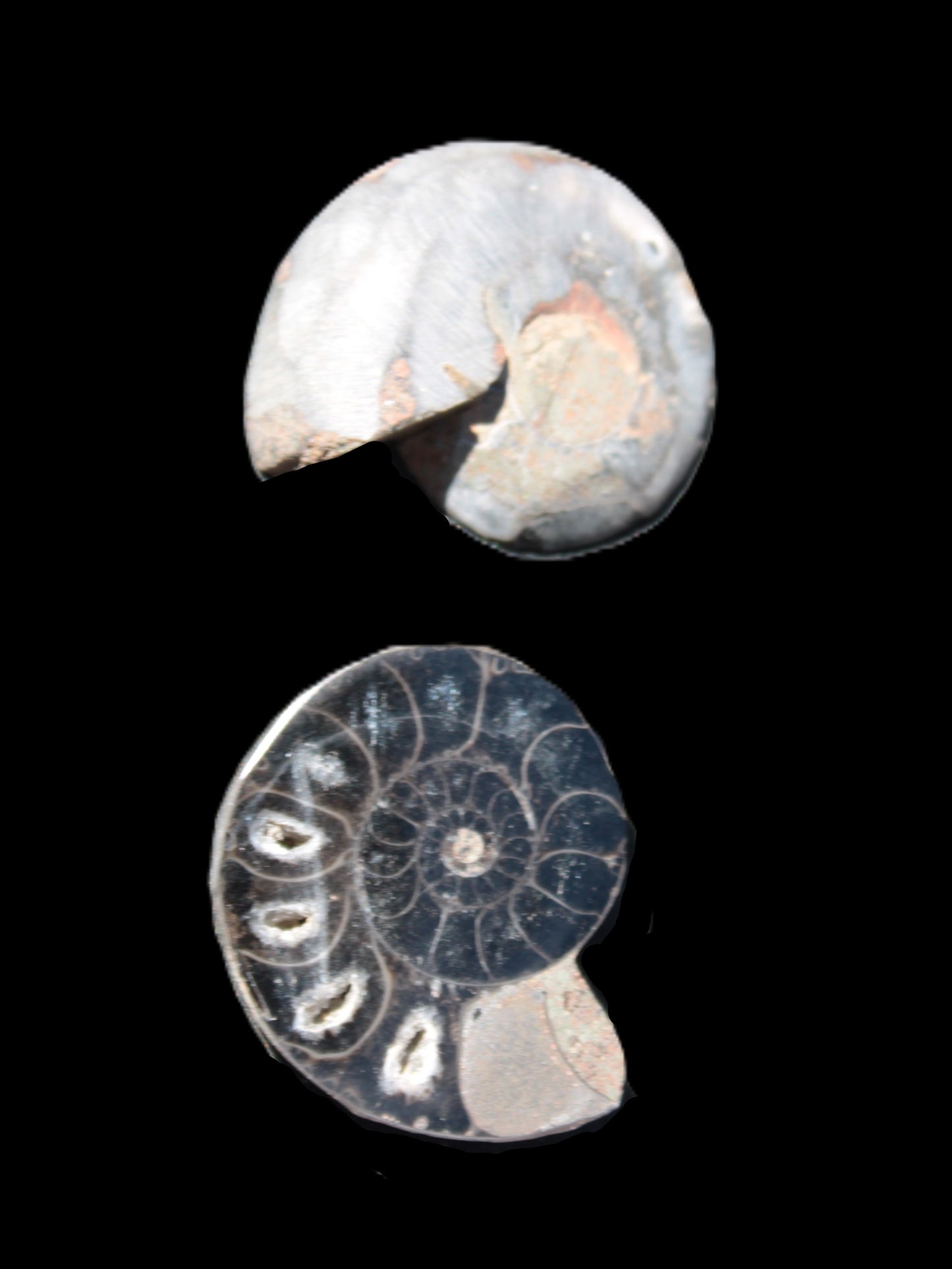 Ammonite split pair 26-30mm 7.8-12.6g Rocks and Things