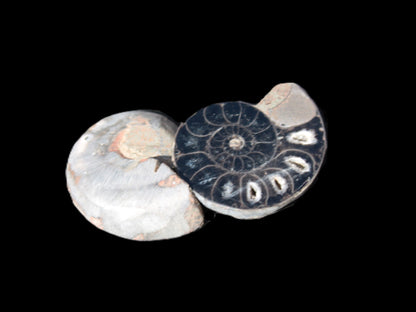 Ammonite split pair 26-30mm 7.8-12.6g Rocks and Things