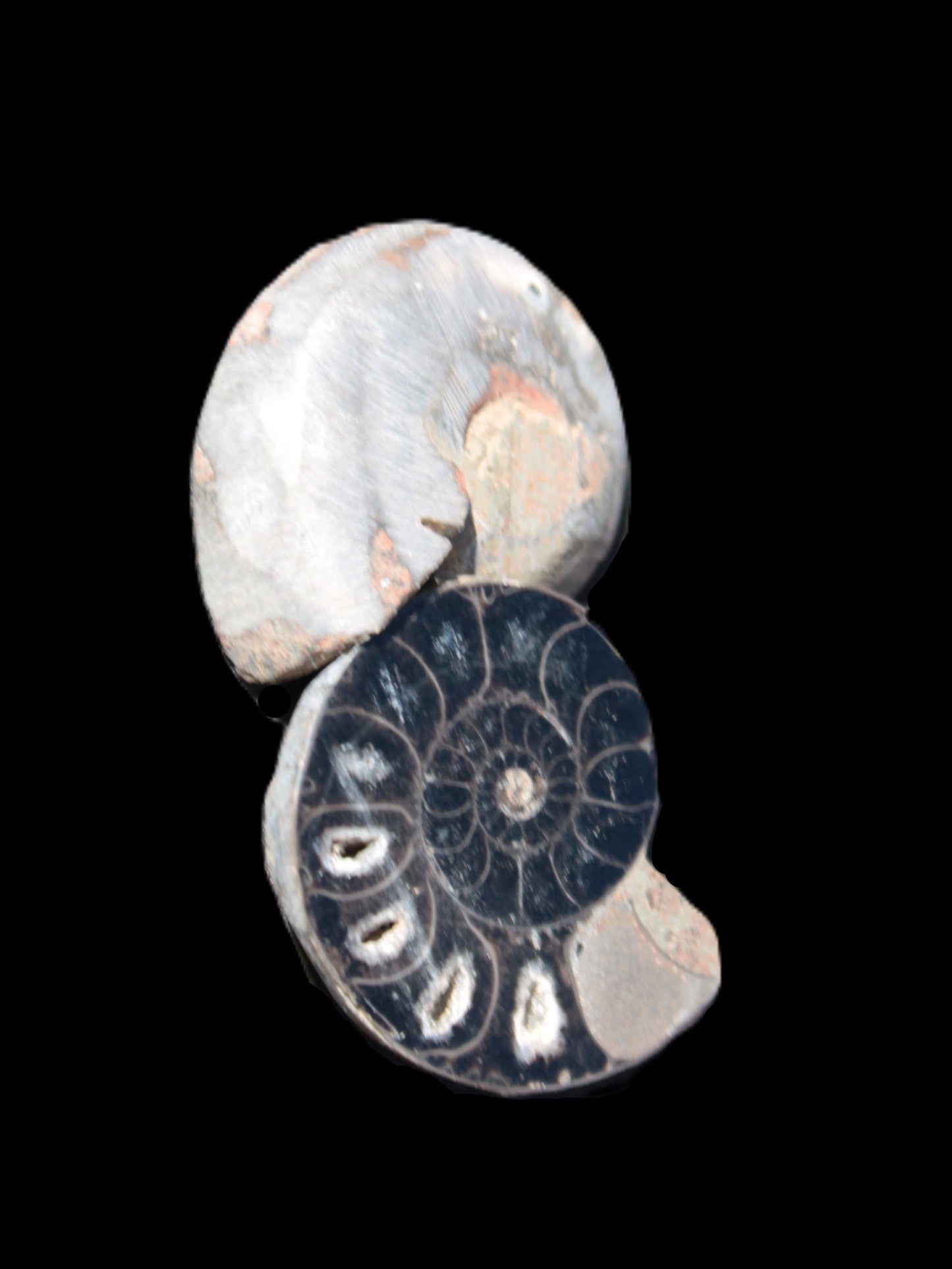 Ammonite split pair 26-30mm 7.8-12.6g Rocks and Things