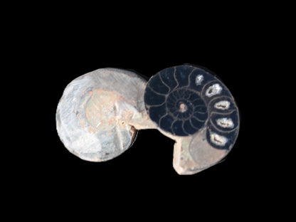 Ammonite split pair 26-30mm 7.8-12.6g Rocks and Things