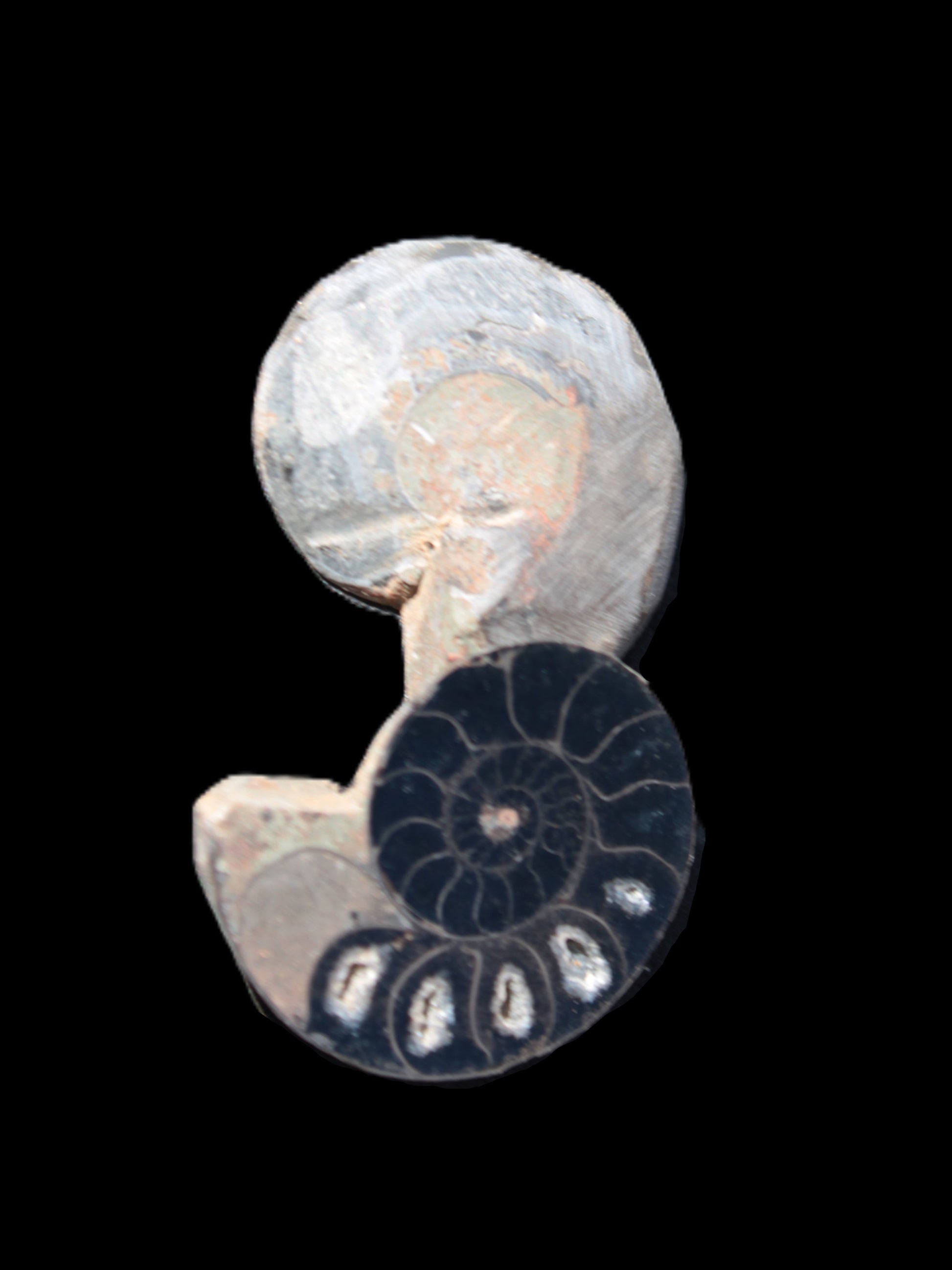 Ammonite split pair 26-30mm 7.8-12.6g Rocks and Things