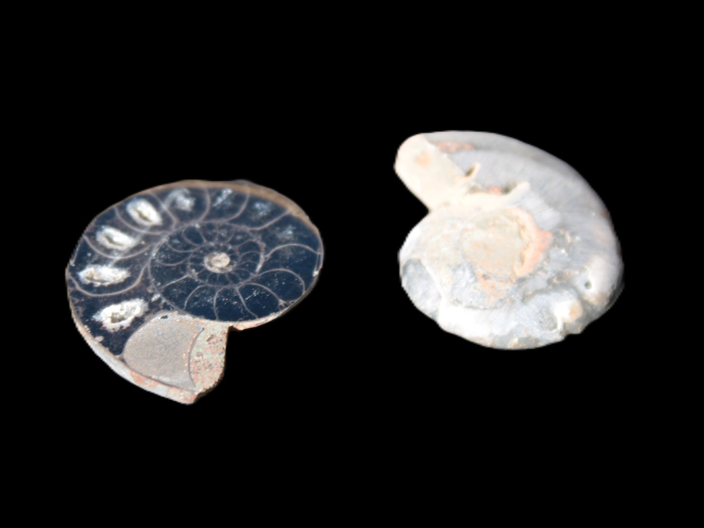 Ammonite split pair 26-30mm 7.8-12.6g Rocks and Things