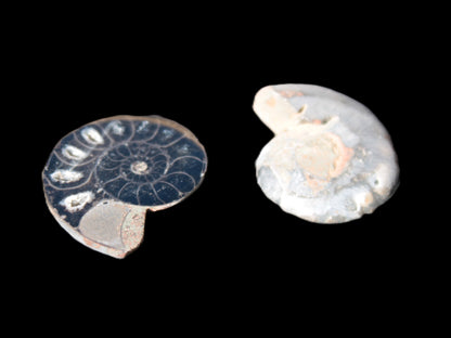 Ammonite split pair 26-30mm 7.8-12.6g Rocks and Things