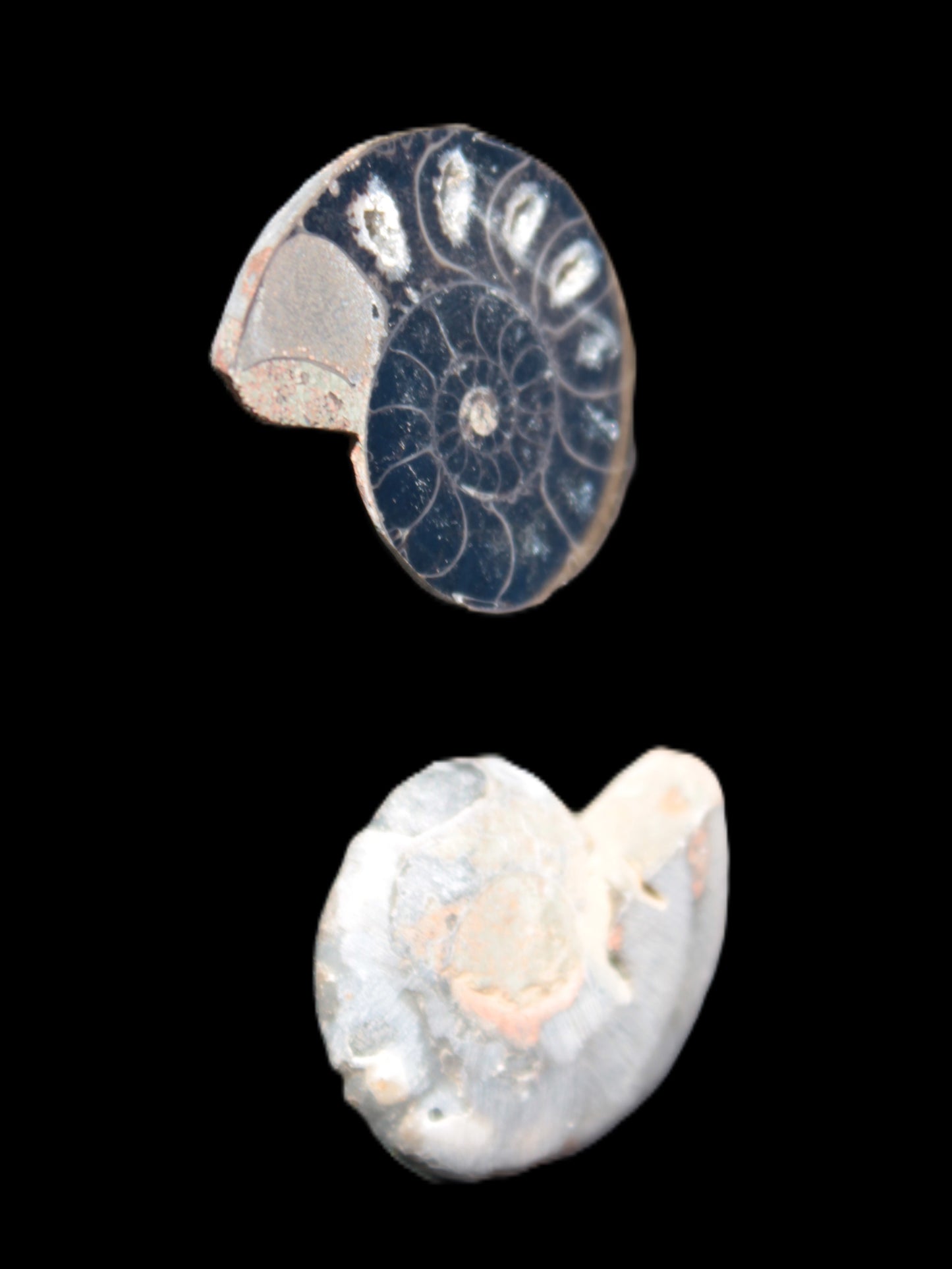 Ammonite split pair 26-30mm 7.8-12.6g Rocks and Things