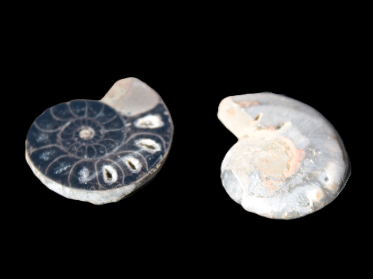 Ammonite split pair 26-30mm 7.8-12.6g Rocks and Things