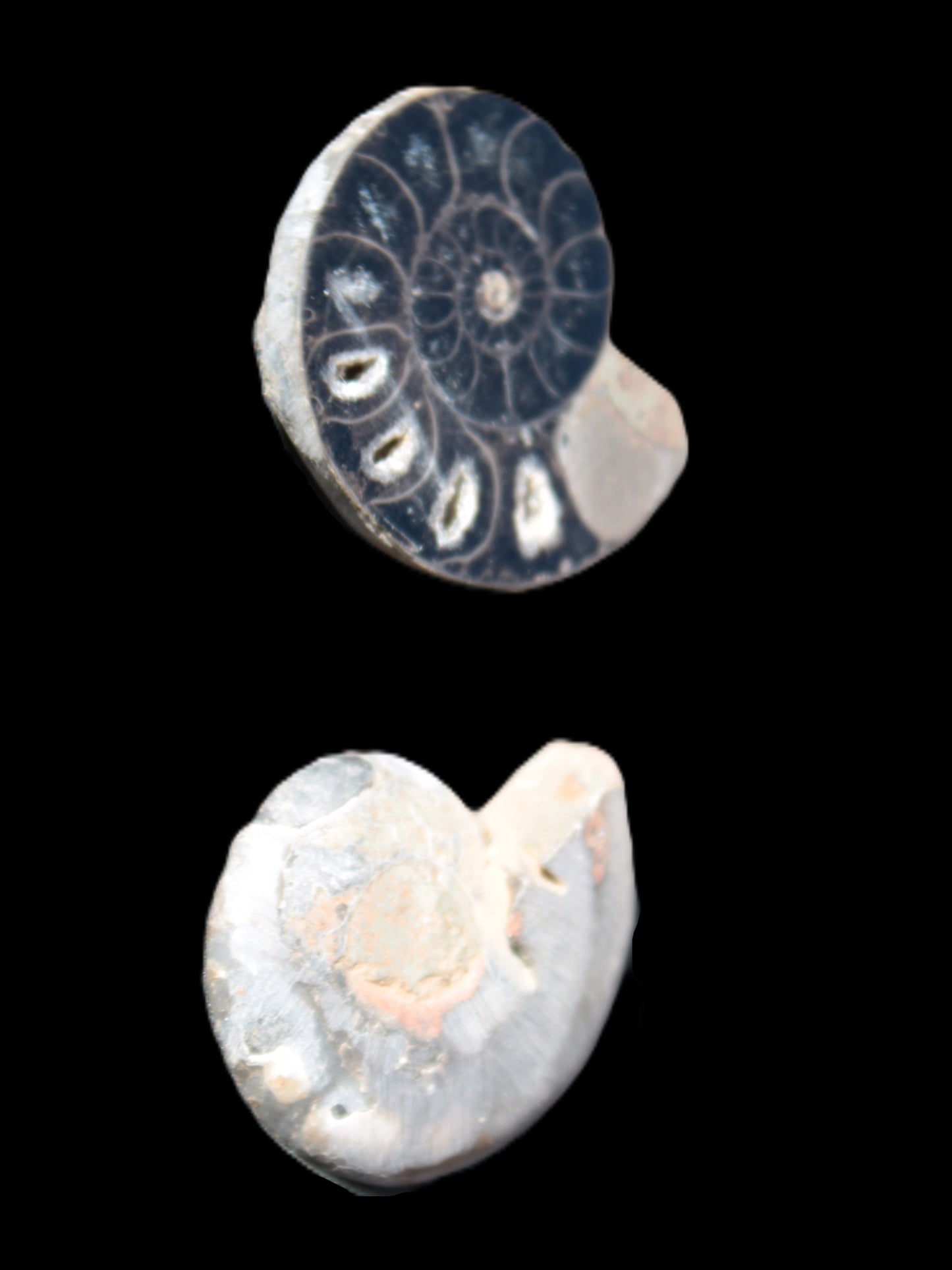 Ammonite split pair 26-30mm 7.8-12.6g Rocks and Things