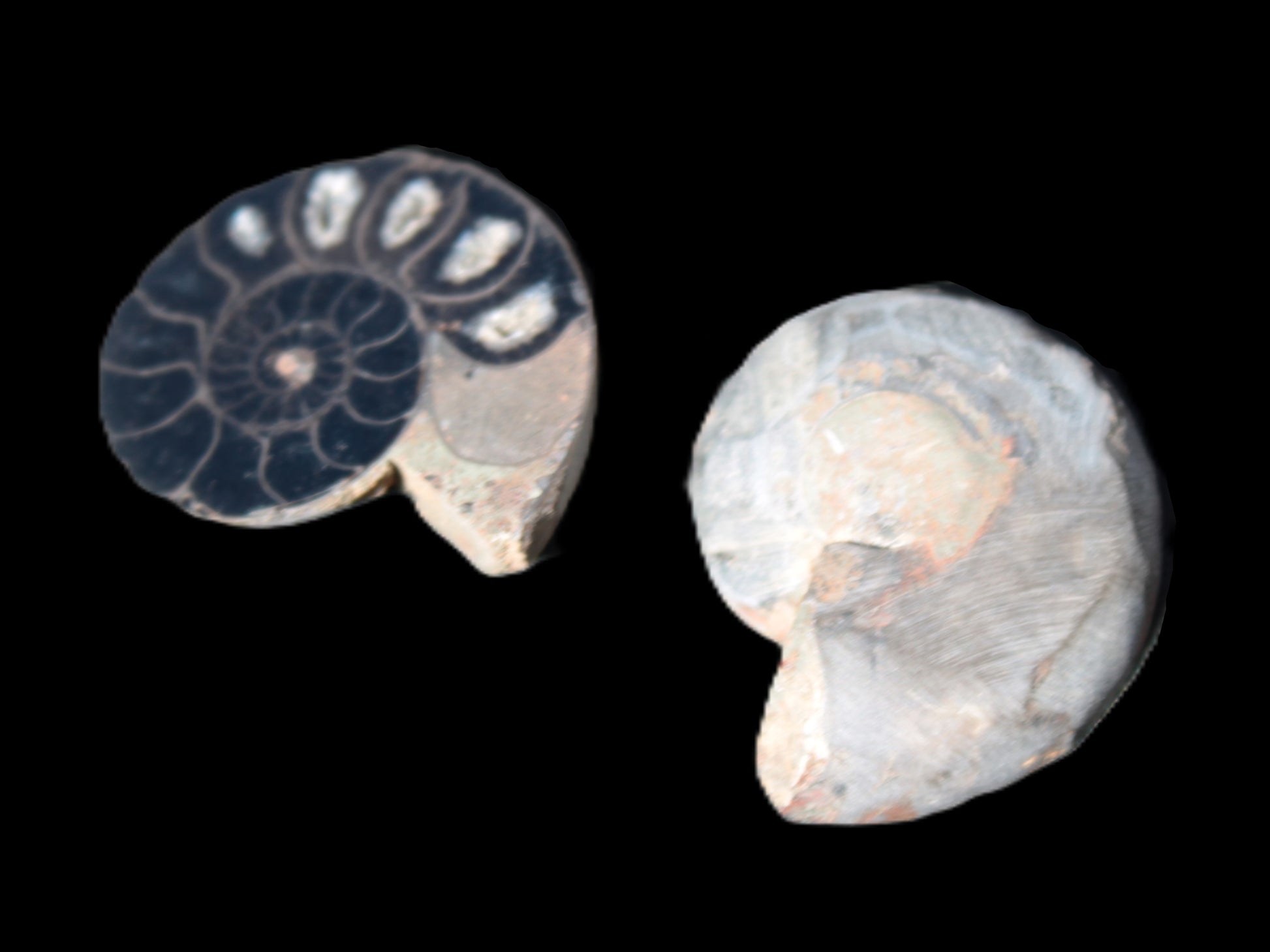 Ammonite split pair 26-30mm 7.8-12.6g Rocks and Things