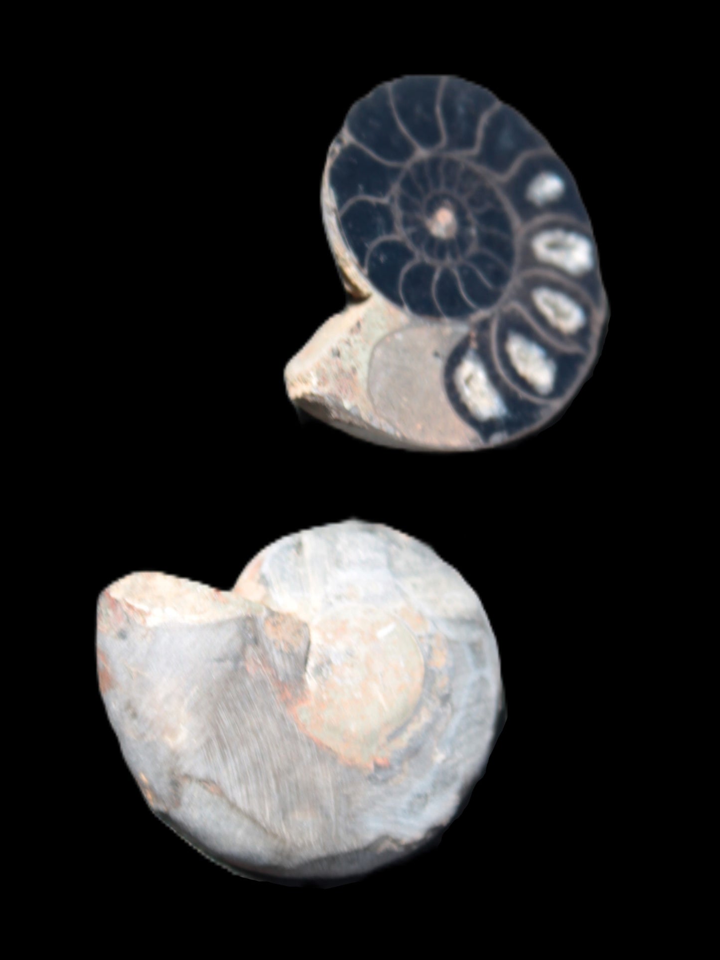 Ammonite split pair 26-30mm 7.8-12.6g Rocks and Things