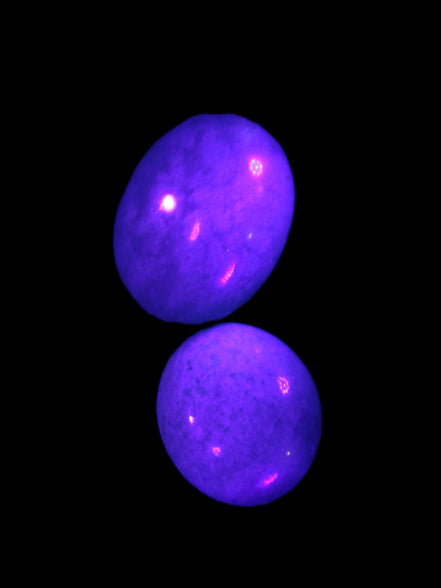 Blue Trolleite stones 15mm-23mm 12-15g in UV light - Rocks and Things Store