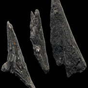 Black Tourmaline 3/4 feather crystal 18-19g Rocks and Things