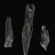 Black Tourmaline 3/4 feather crystal 18-19g Rocks and Things