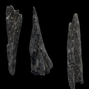 Black Tourmaline 3/4 feather crystal 18-19g Rocks and Things